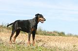 DOBERMANN 107